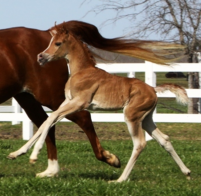 ISIS CRISTAARA, 2012 chestnut filly, by Imperial Mistaar x. Amira Asila by Thee Asil