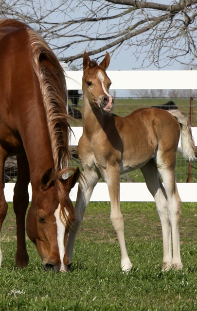 ISIS CRISTAARA, 2012 chestnut filly, by Imperial Mistaar x. Amira Asila by Thee Asil