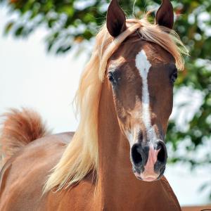 ISIS CRISTAARA, 2012 chestnut filly, by Imperial Mistaar x. Amira Asila by Thee Asil