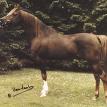 IBN GALAL (EAO*568) chestnut stallion, 1966 by GALAL ex MOHGA