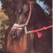 *IBN HAFIZA head (EAO*525) bay stallion, 1959 by SAMEH ex HAFIZA