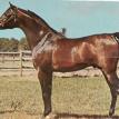 *IBN HAFIZA (EAO*525) bay stallion, 1959 by SAMEH ex HAFIZA