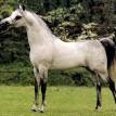 *IBN SAFINAZ (EAO*1191) grey stallion. 1981 by SEEF ex. SAFINAZ