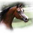 ILLA MAGIDAA LDA bay. M, 2002 by THEE DESPERADO ex BINT BINT MAGIDAA