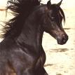 IMPERIAL SHEHAAB head, bay stallion. 2002 by  *IBN SAFINAZ ex MB MAZARAA