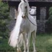 IMPERIAL BAAREZ  grey stallion. 1996 by PVA KARIIM ex. BB ORA KALILAH
