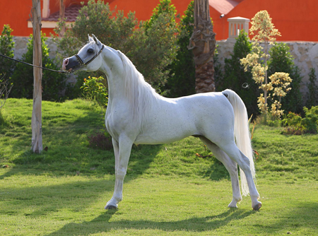 Imperial Baarez, 1996 grey stallion sired by PVA Karim x. daughter of Orashan