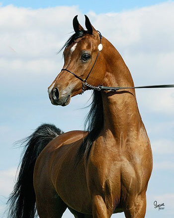 IMPERIAL MISTAAR, 2002 bay stallion by Imperial Baarez x. Imperial Mistilll