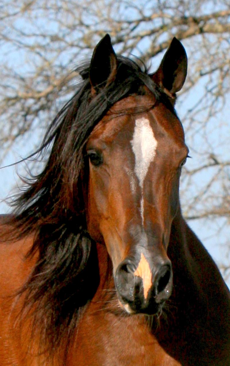 Thee Kajaree, bay mare, sired by The Minstril