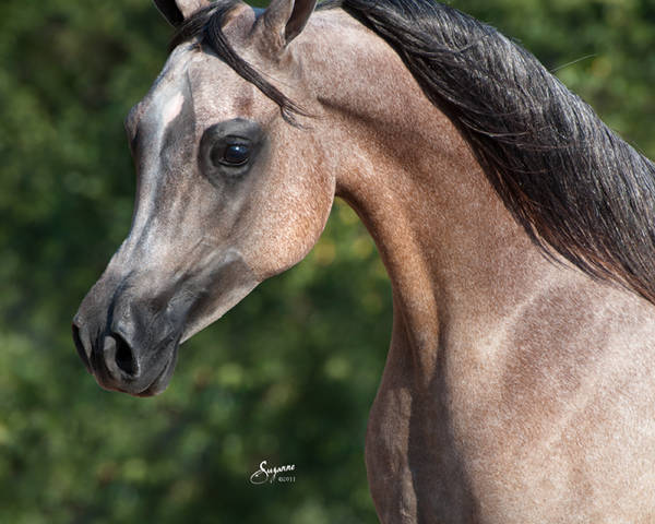 ISIS AMURRAH, 2010 grey mare, sired by The Sequel RCA x. Zairah