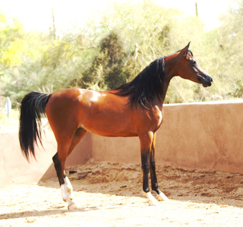 Thee Kajaree, 2005 bay mare sired by The Minstril x. Thee Lorelei