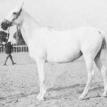 KATEEFA grey. M, 1938 by SHAHLOUL ex BINT RISSALA