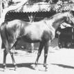KAZMEEN (RAS*13) bay stallion, 1916 by SOTAMM ex KASIMA by SAMHAN