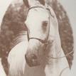 *KHOFO++ (EAO*206) grey stallion. 1965 by. *MORAFIC ex. NABILAH