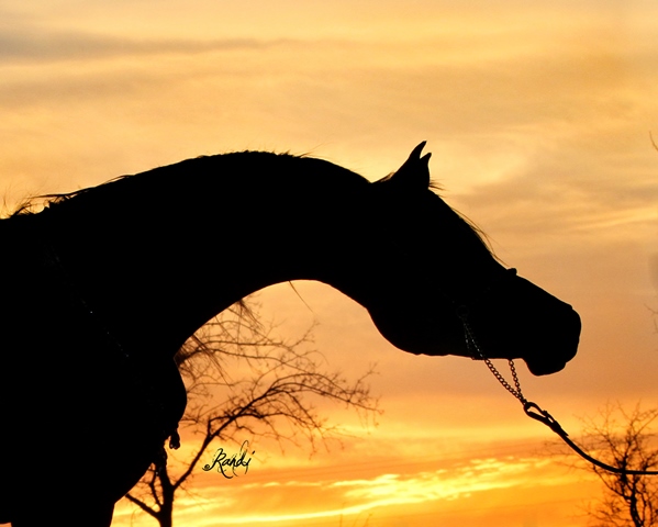 MS TEWFIK, 2005 homozygous black stallion, by Thee Desperado x. La Marsala