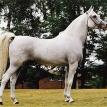 MADKOUR I (GASB*134) grey stallion. 1964 by *MORAFIC ex. MAISA