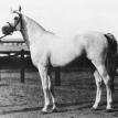 MANSOUR (RAS*111) grey stallion. 1921 by GAMIL MANIAL ex NAFAA EL SAGHIRA