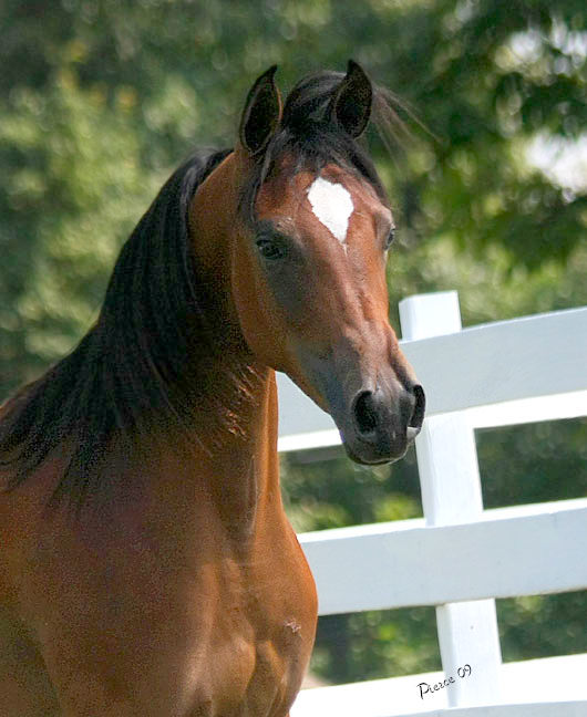 MARSALIA, 2008 bay mare by Thee Desperado x.  El Shaliah by Ali Azimm