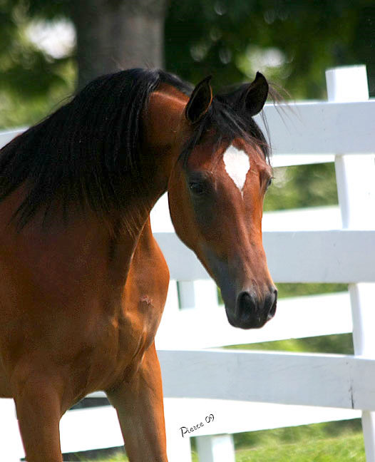 MARSALIA, 2008 bay mare by Thee Desperado x.  El Shaliah by Ali Azimm
