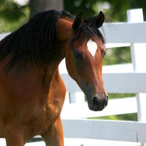 MARSALIA, 2008 bay mare by Thee Desperado x.  El Shaliah by Ali Azimm