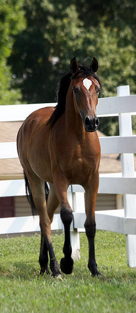 Marsalia, bay mare, sired by Thee Desperado