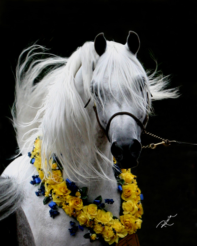 MISHAAL HP, 1987 grey stallion by Ansata Sinan x. Mesoudah H 