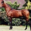MOHAFEZ (aka AK Sharaf) bay stallion, 1976 by IBN MONIET EL NEFOUS ex AHROUFA