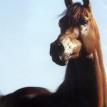 MONIET EL SHARAF head, bay stallion. 1978 by *IBN MONIET EL NEFOUS ex.B