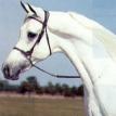 *MORAFIC head (EAO*29) grey stallion, 1956 by NAZEER ex MABROUKA2