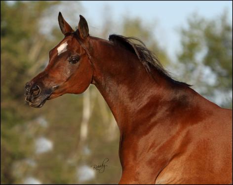 Mystry of the Wind, 1990 bay mare, by Thee Desperado x. Laayla Gamira
