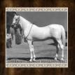 NAZEER (RAS*247) grey  stallion, 1934 by MANSOUR ex BINT SAMIHA