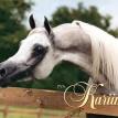 PVA KARIM grey stallion. 1990. by IMPERIAL IMDAL ex. BKA RAKIISAH