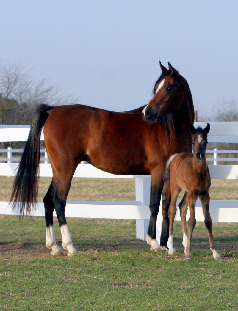 Thee Kajaree, bay mare, sired by The Minstril AND filly ISIS Nadia