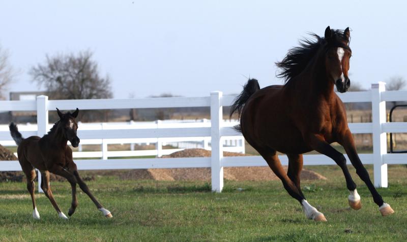 Thee Kajaree, bay mare, sired by The Minstril and 2009 filly