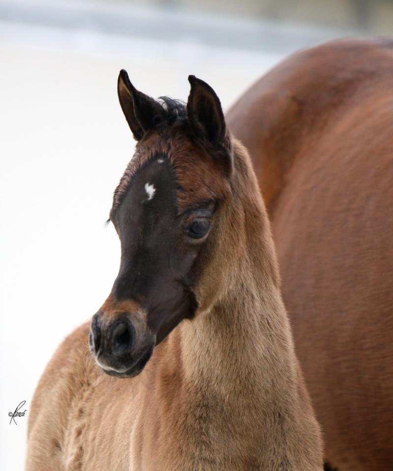 ISIS BATEENAH, 2011 grey mare by *Mishaal HP x. Thee Kajaree by The Minstril