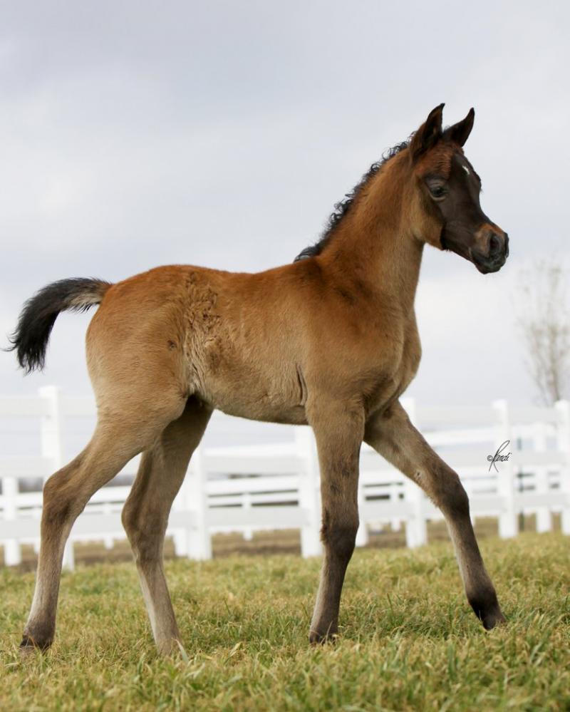 ISIS BATEENAH, 2011 grey mare by *Mishaal HP x. Thee Kajaree by The Minstril