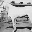 RABDAN EL AZRAK grey stallion. 1897 by DAHMAN EL AZRAK ex RABDA