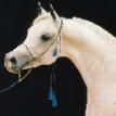 RUMINAJA ALI grey stallion. 1976. by SHAIKH AL BADI ex. BINT MAGIDAA