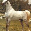 RUMINAJA ALI grey stallion. 1976. by SHAIKH AL BADI  ex. BINT MAGIDAA
