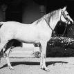 SAMEH (IOHB*139) grey stallion. 1945. by EL MOEZ ex. SAMEERA