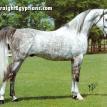 SERENITY OSIRIS grey stallion. 1972. by *KHOFO++ ex. *SERENITYBINTNADIA