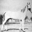 SID ABOUHOM (RAS*285) grey stallion. 1936 by EL DERE ex. LAYLA