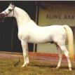 *TALAL (EAO*33) grey stallion. 1957. by NAZEER ex. ZAAFARANA
