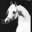 THEEGYPTIANPRINCE grey stallion. 1967. by *MORAFIC ex. *BINT MONA