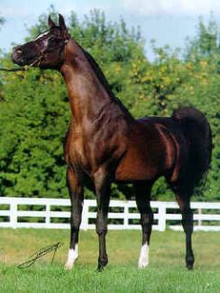 The Minstril, legendary bay stallion sired by Ruminaja Ali