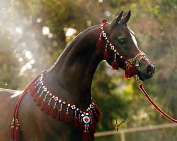 LEGENDARY The Minstril, 1984 bay stallion, by Ruminaja Ali x. *Bahila