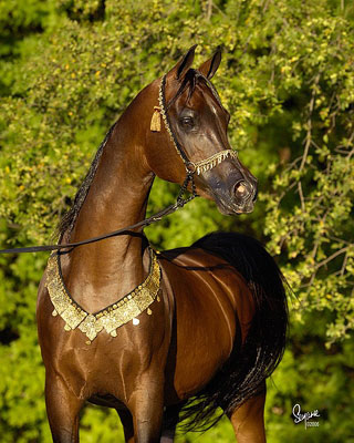 Thee Desperado, world famous bay stallion, owned by ArabiansLtd