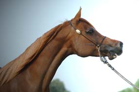Thee Lorelei, chestnut mare sired by Thee Desperado