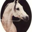 ZAGHLOUL  (EAO*445) grey stallion. 1963. by GASSIR ex. GHARBAWIA