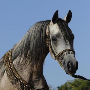 ISIS BATEENAH, 2011 grey mare by *Mishaal HP x. Thee Kajaree by The Minstril